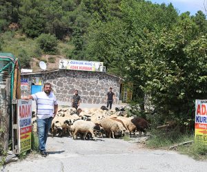 Maltepe Girne Adak Kurban Satış Yeri
