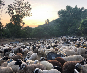 Anadolu Yakası En Ucuz Adak Satış Yeri