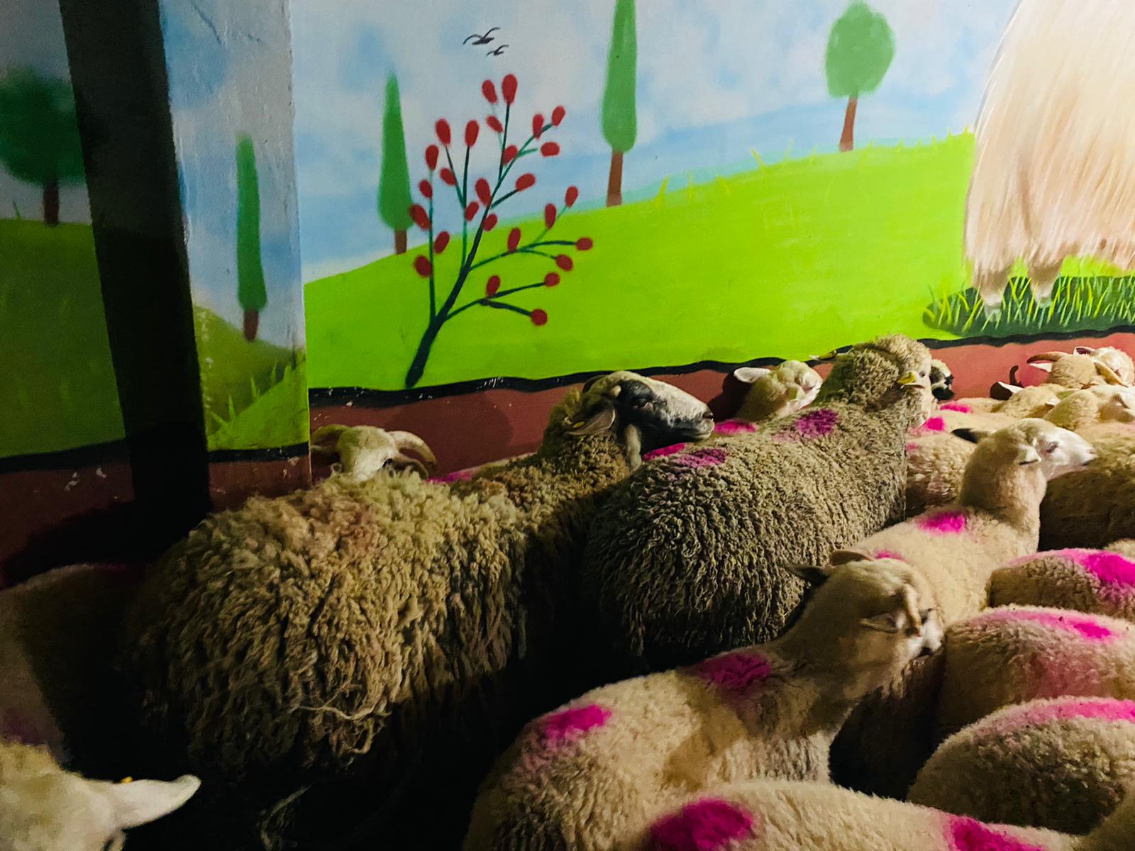 Maltepe adaklık kurban satış yeri