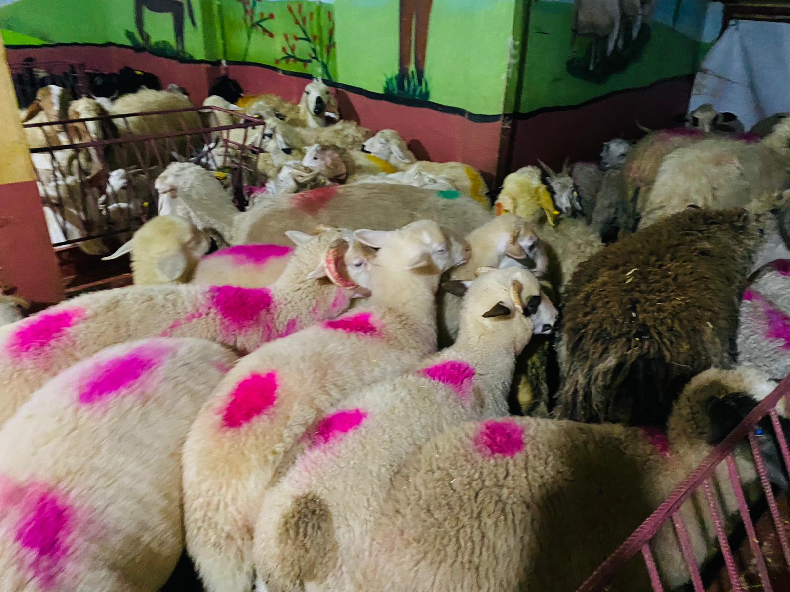 Gülensu adaklık kurban satış yeri