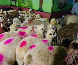 Fındıklı adaklık kurban satış yeri