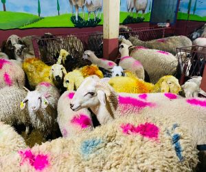 Yüzevler adaklık kurban satış yeri