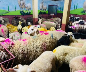 Küçükyalı adaklık kurban satış yeri