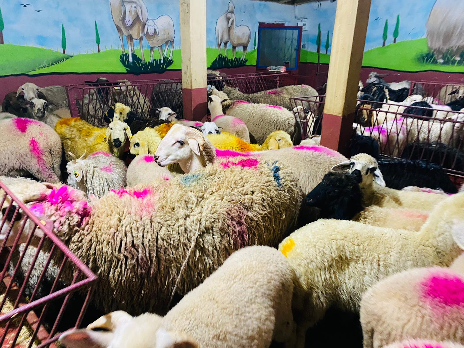 Tuzla adaklık kurban satış yeri