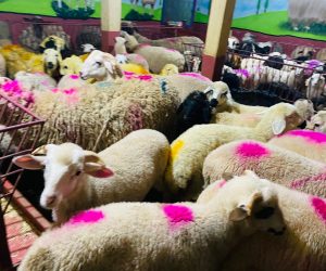 Haydarpaşa adaklık kurban satış yeri