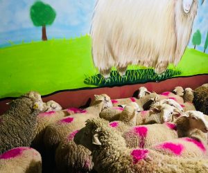 Hasanpaşa adaklık kurban satış yeri