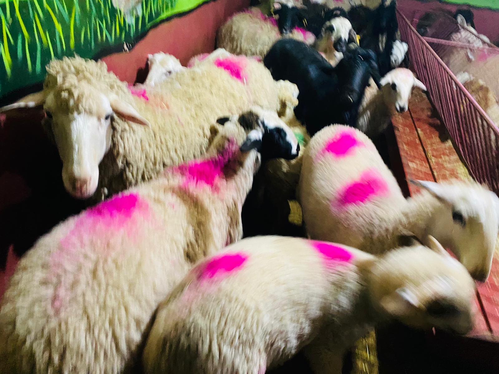 Gülensu adaklık kurban satış yeri