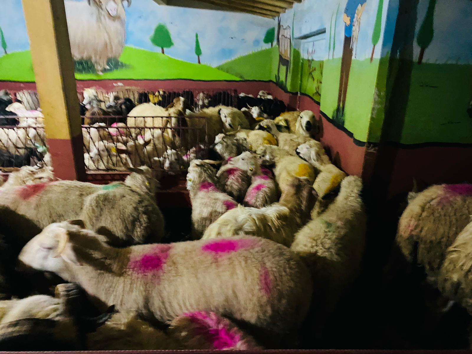 Gülsuyu adaklık kurban satış yeri