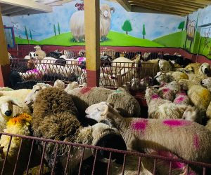 Bostancı adaklık kurban satış yeri