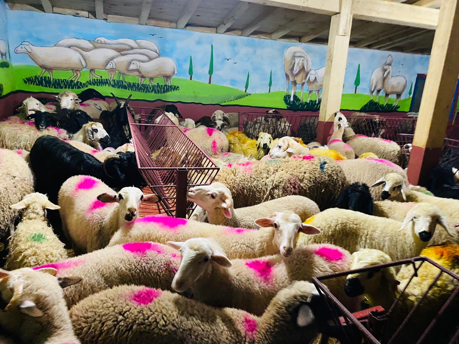 Tuzla adaklık kurban satış yeri