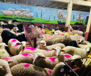 Çekmeköy adaklık kurban satış yeri