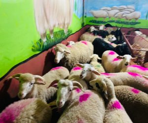 Erenköy adaklık kurban satış yeri