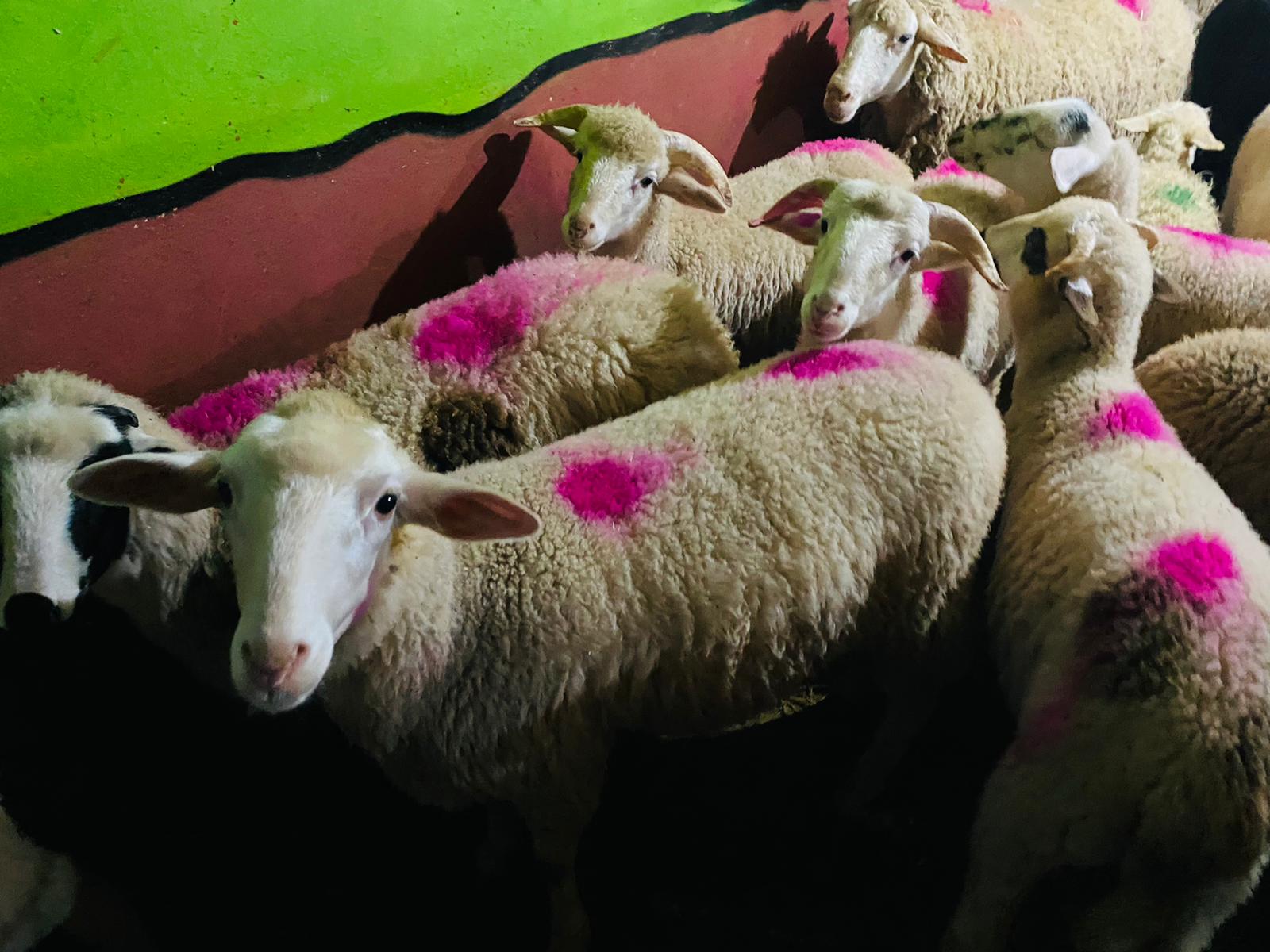 Altunizade adaklık kurban satış yeri