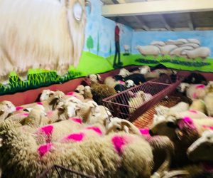 Orhangazi Caddesi adaklık kurban satış yeri