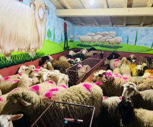 Maltepe adaklık kurban satış yeri