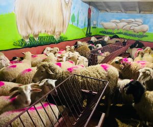 Pendik adaklık kurban satış yeri