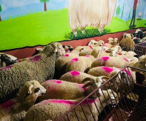 Kartal adaklık kurban satış yeri